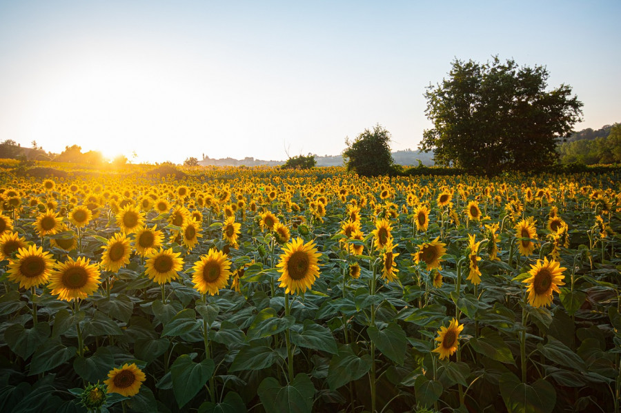 EE.UU sigue consolidandose como país productor de pipas de girasol de calidad