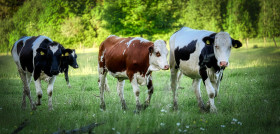 Cows 7242805 1280