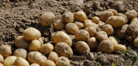 Patatas tcm35 217943