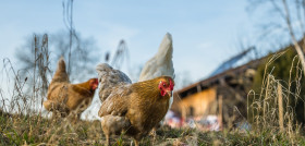 Chickens 6078279 1280