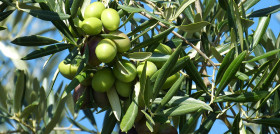 Olive 224638 1280