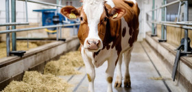 Cow 9357663 1280