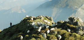 Lechazos Probiodiversidad en Picos de Europa 1