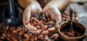 Cacao