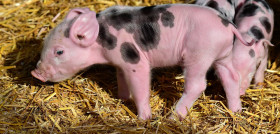 Piglet 3741877 1280