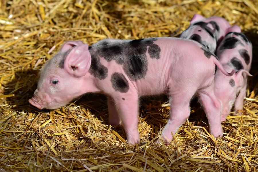 Piglet 3741877 1280