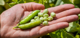 BENEO Faba beans © Dennis Möbus Südzucker