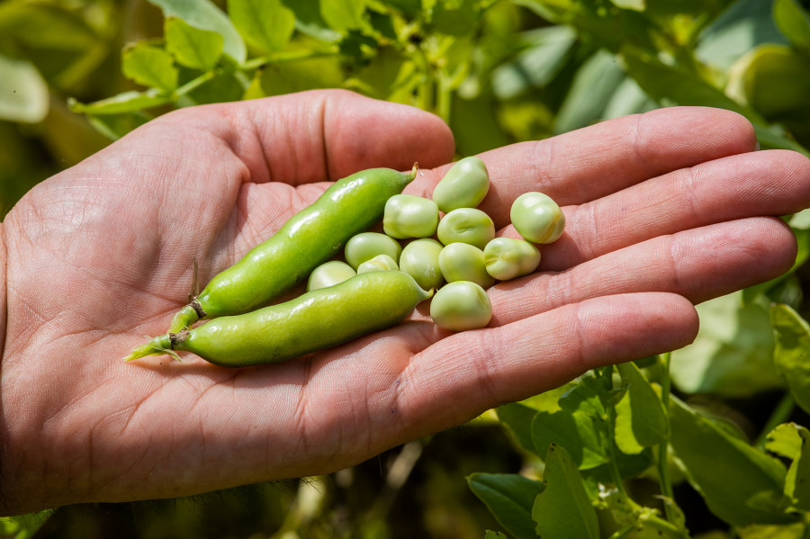 BENEO Faba beans © Dennis Möbus Südzucker