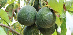 Aguacatedecanarias2 tcm37 706982