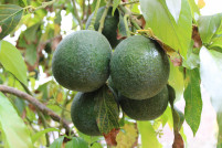 Aguacatedecanarias2 tcm37 706982