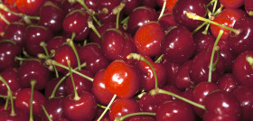 Cereza Jerte (2)