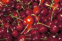 Cereza Jerte (2)