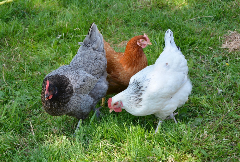 Hens 3420126 1280