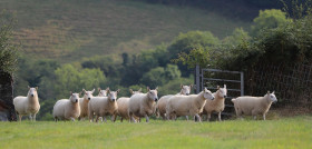Sheep 7437428 1280