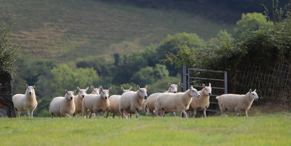 Sheep 7437428 1280