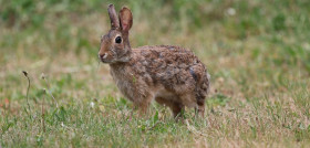 Bunny 9605962 1280