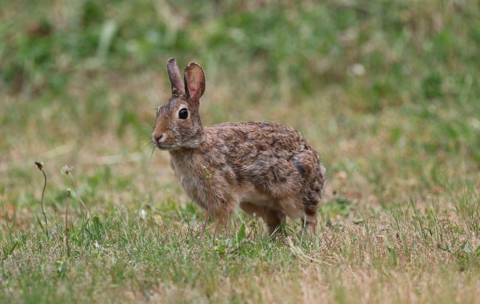 Bunny 9605962 1280