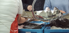 Pescadería con pescado de acuicultura