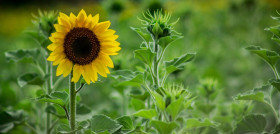 Sunflowers 1161162 1280