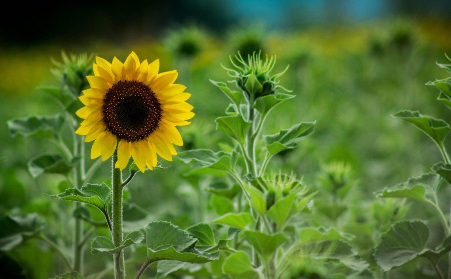 Sunflowers 1161162 1280