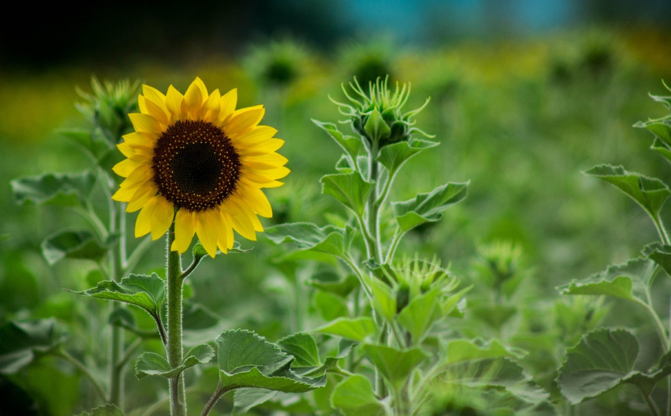 Sunflowers 1161162 1280