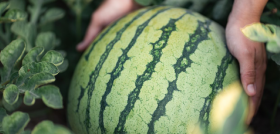 Fruta de verano española Sandía