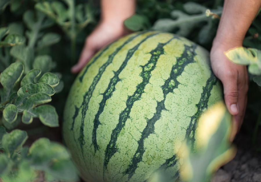 Fruta de verano española Sandía