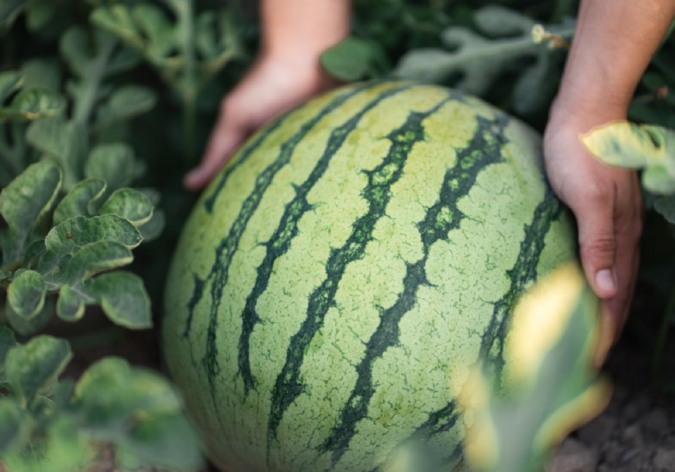 Fruta de verano española Sandía