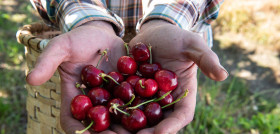 NP Cerezas
