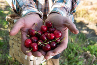 NP Cerezas